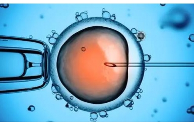 试管单胚胎和双胚胎移植哪个成功率更高？